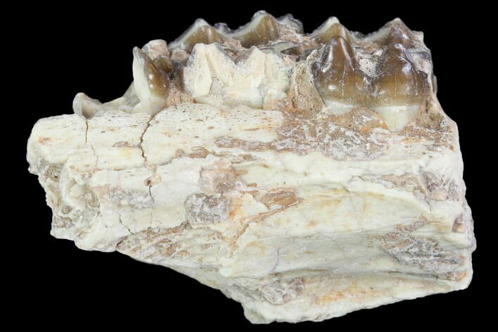 Oligocene Horse (Mesohippus) Jaw Section #101876